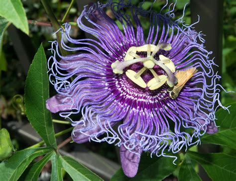 passion flower seeds canada